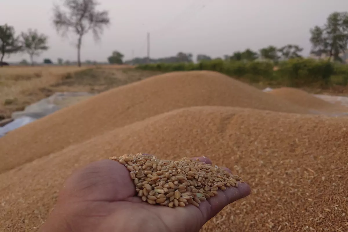 गेहूं के दाम