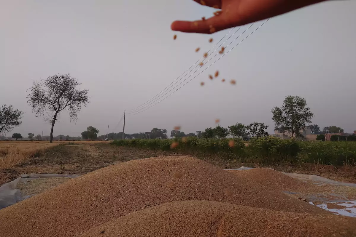 गेहूं के दाम