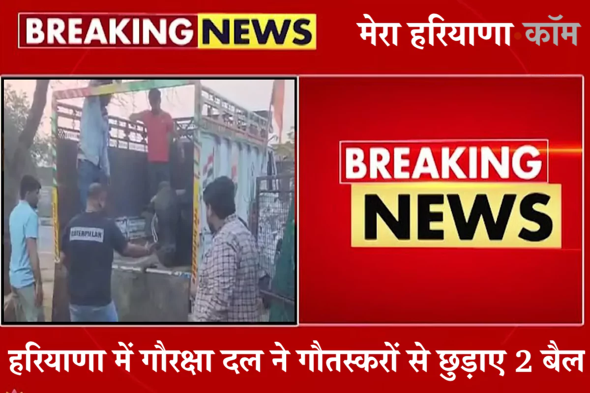 हरियाणा में गौरक्षा दल ने गौतस्करों से छुड़ाए 2 बैल