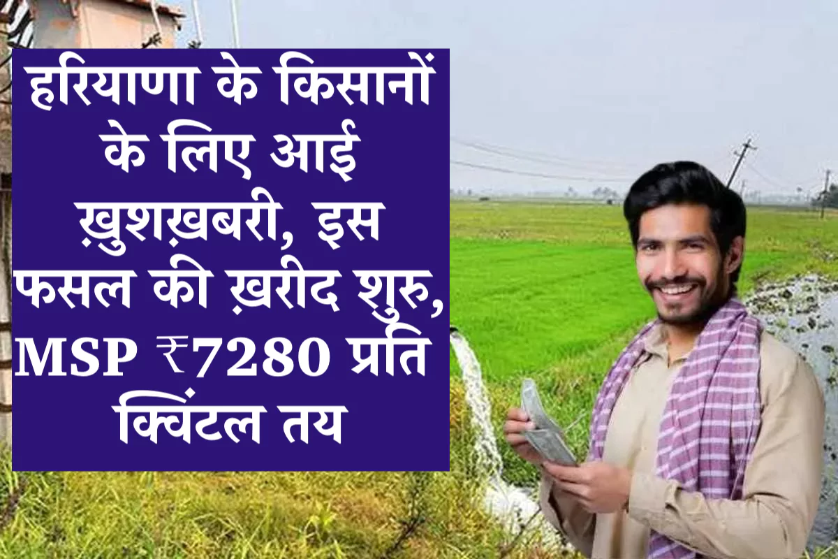 हरियाणा के किसानों के लिए आई ख़ुशख़बरी, इस फसल की ख़रीद शुरु, MSP ₹7280 प्रति क्विंटल तय
