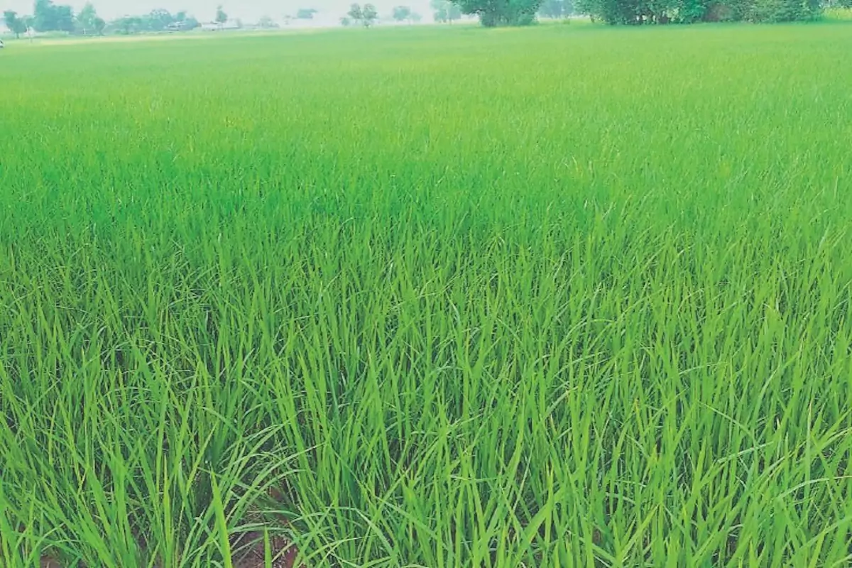 हरियाणा