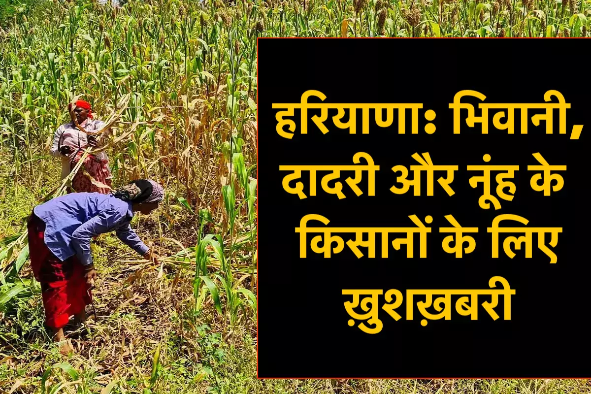 हरियाणा: भिवानी, दादरी और नूंह के किसानों के लिए ख़ुशख़बरी
