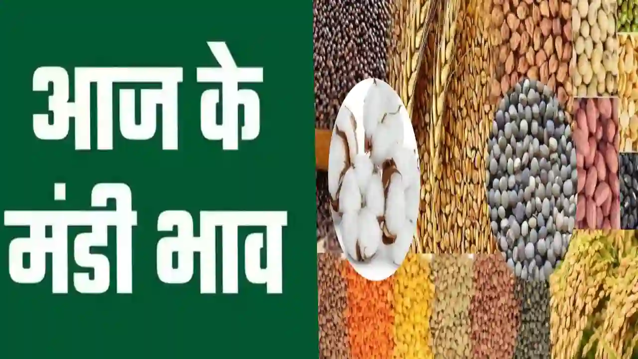 Sirsa Mandi Bhav, सिरसा मंडी भाव आज