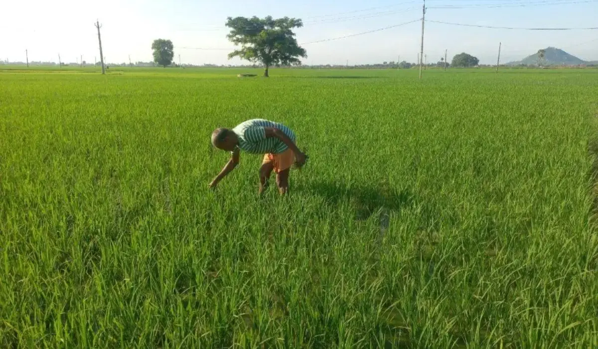 हरियाणा सरकार योजना, किसान अनुदान, जौ बीज अनुदान, गेहूं बीज अनुदान, राष्ट्रीय खाद्य सुरक्षा मिशन, Haryana farmer scheme, Agriharyana gov in, online application, crop subsidy, Haryana agriculture news, Hindi news, हरियाणा कृषि विभाग, किसान समाचार
