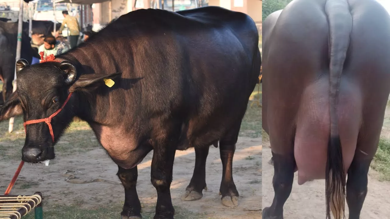 हरियाणा