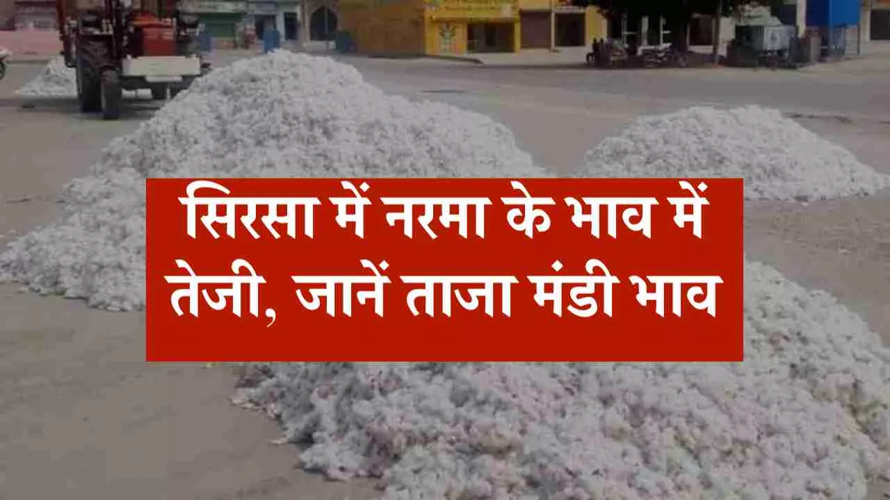 सिरसा मंडी भाव, मंडी भाव आज