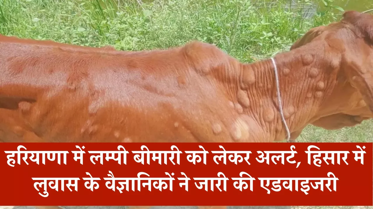 हरियाणा