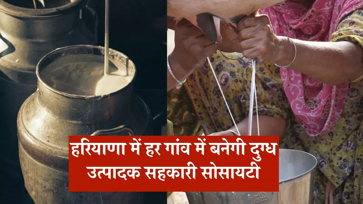 हरियाणा में हर गांव में बनेगी दुग्ध उत्पादक सहकारी सोसायटी
