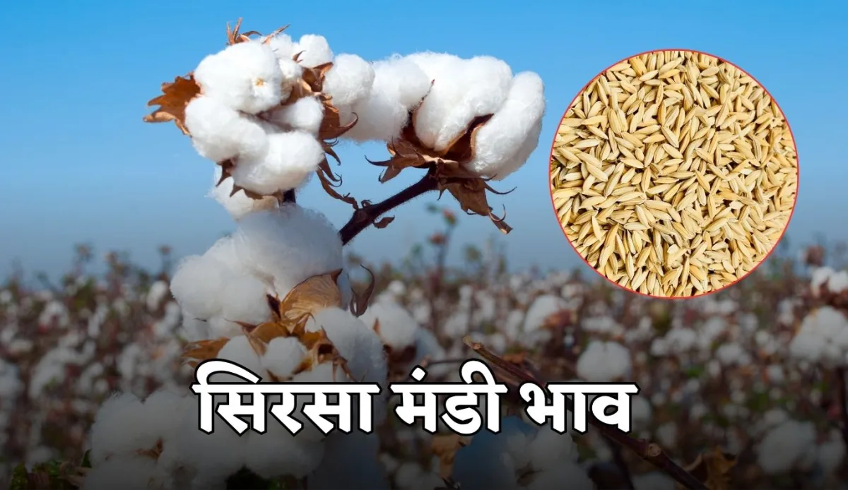 Sirsa Mandi Bhav Today