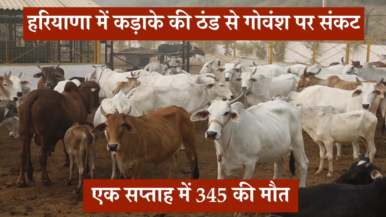 हरियाणा में कड़ाके की ठंड से गोवंश पर संकट, एक सप्ताह में 345 की मौत, कैथल-करनाल-भिवानी में हालात गंभीर
