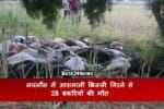 28 goats killed in Narnaul due to lightning