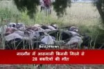 Haryana News: नारनौल में बडा हादसा: आसमानी बिजली गिरने से 28 बकरियों की मौत 2 28 goats killed in Narnaul due to lightning