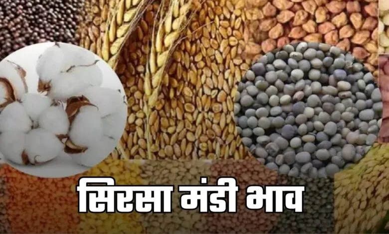 sirsa mandi bhav.webp