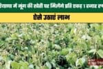 In Haryana farmers will receive ₹1000 per acre for cultivating Moong. 1