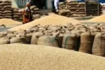 457133.07 metric tonnes of wheat were procured at Sonipat mandis and procurement centers by Thursday
