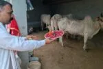 हरियाणा के सोनीपत में नंदिनी' गाय की 13वीं, मालिक ने दी इंसानों जैसी विदाई, 11 गांवों को भोज और पंसदीदा 6 क्विंटल रसगुल्ले परोसे 2 Sonipat Cow News 2026 07 fce613b586d154f0c850a57590a47d40 1200x675