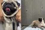 Dog 2026 09 013ef57b5d4857809fd91fb1abbced2f 1200x675
