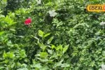 Hibiscus Tea Recipe : पीकर हो जाओगे मस्त, चुटकियों में तैयार...जानिए गुड़हल की चाय बनाने का सबसे आसान तरीका 3 HYP 6560051 fb57a0ce9ead4406a7632cee78cec898 wm 1788527150166 9 1200x675