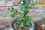plant care tips | gardening tips | home gardening tips | पौधों को लेकर समझिए पूरा गणित, मानसून के मौसम में ऐसे तैयार करें फूलों की बगिया 4 HYP 6589302 b94bfabc673746c1904bf48b01f03871 wm 1789585673662 11
