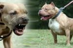 Pitbull attack 2026 09 c623afceee4b1779a703205fddf001c4 1200x675