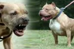 Pitbull attack 2026 09 c623afceee4b1779a703205fddf001c4 1200x675