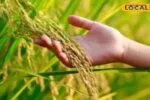 paddy crop | paddy crop farming tips | farming | धान की फसल को बचाने के चक्कर में क्या गलती कर रहे हैं? 30 साल से खेती कर रहे किसान ने दी जरूरी सलाह 2 crop 2026 09 21908edd0e52b84dbc6d07558a4dbe6a 1200x675