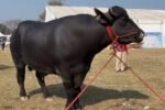 15 crore ka bhainsa 3 2026 10 14ad2a0522bf635591eab156b992b715 1200x675