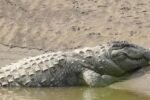 crocodile 1200x900